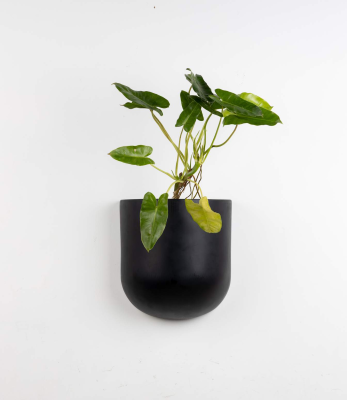 Hari Planters Black Metal Planter Flowerpot SKU-40