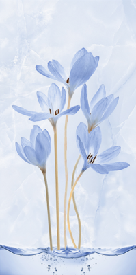 Livolla Blue water flower poseter art 14 600 x 1200MM