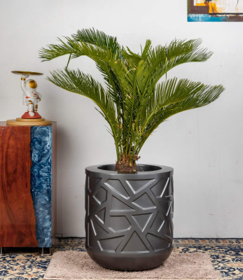 Hari Planters Decorative cycas palm in a black flowerpot SKU-34